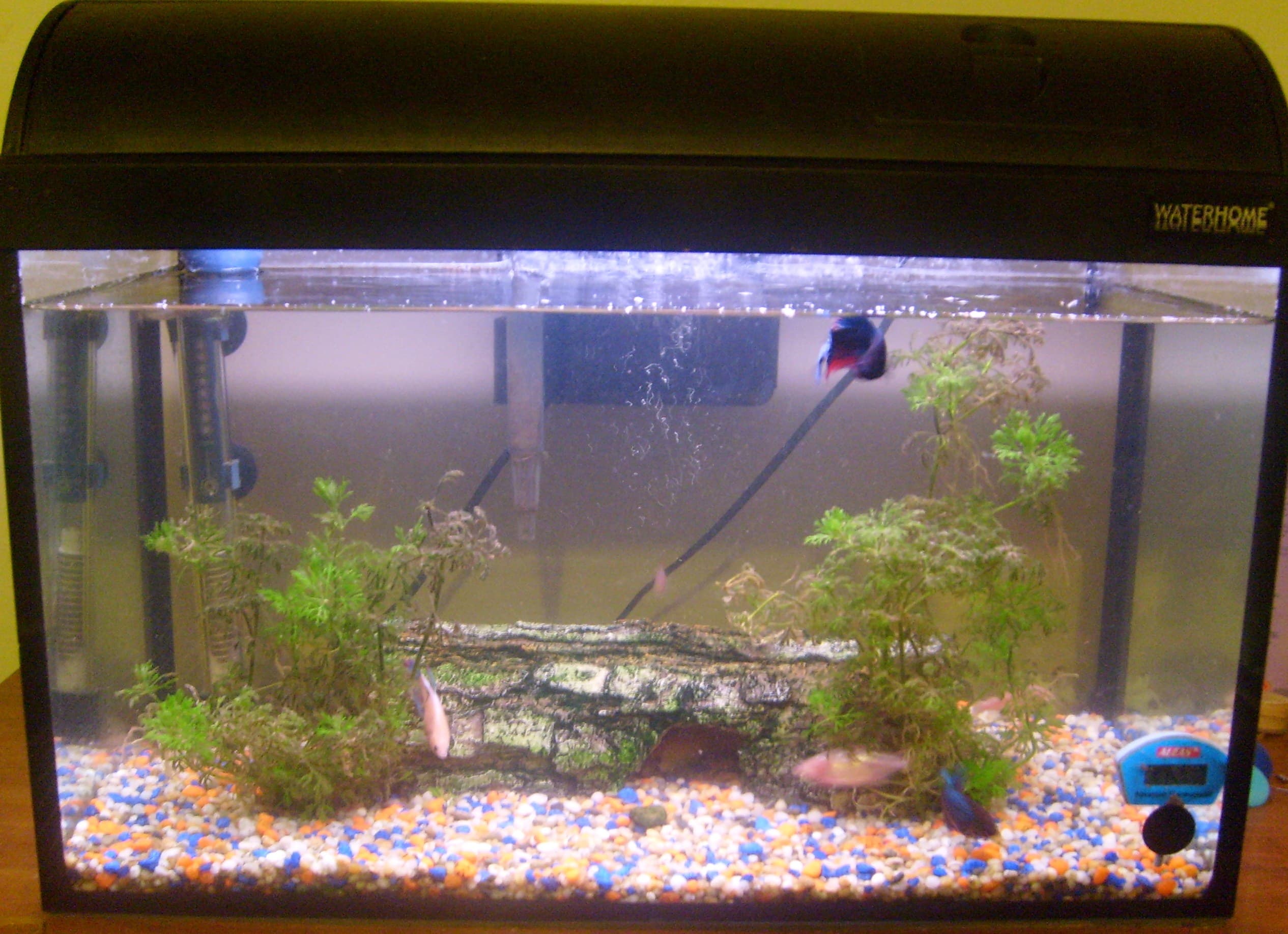 Freshwater Aquarium Buying Guide: What First-Time Fishkeepers Actually Need