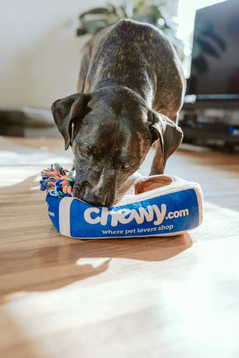 Pet Autoship Savings: When Recurring Delivery Actually Saves Money