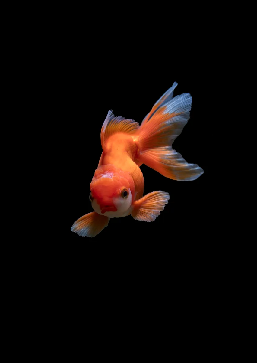Aqueon 10-Gallon Aquarium Kit Guide: Setup Cost, Cycling, and Stocking Plan